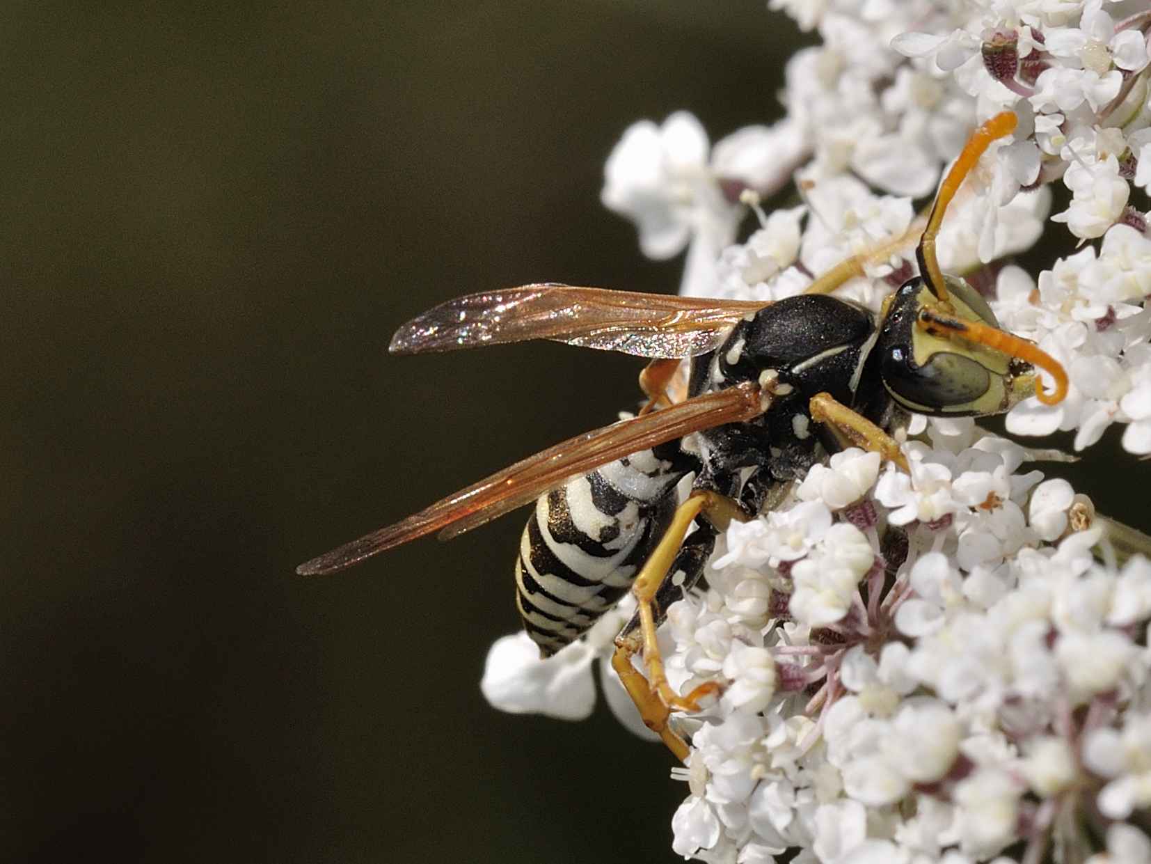 Polistes dominulus